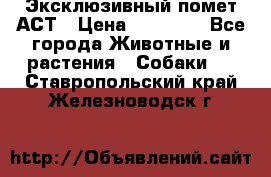 Эксклюзивный помет АСТ › Цена ­ 30 000 - Все города Животные и растения » Собаки   . Ставропольский край,Железноводск г.